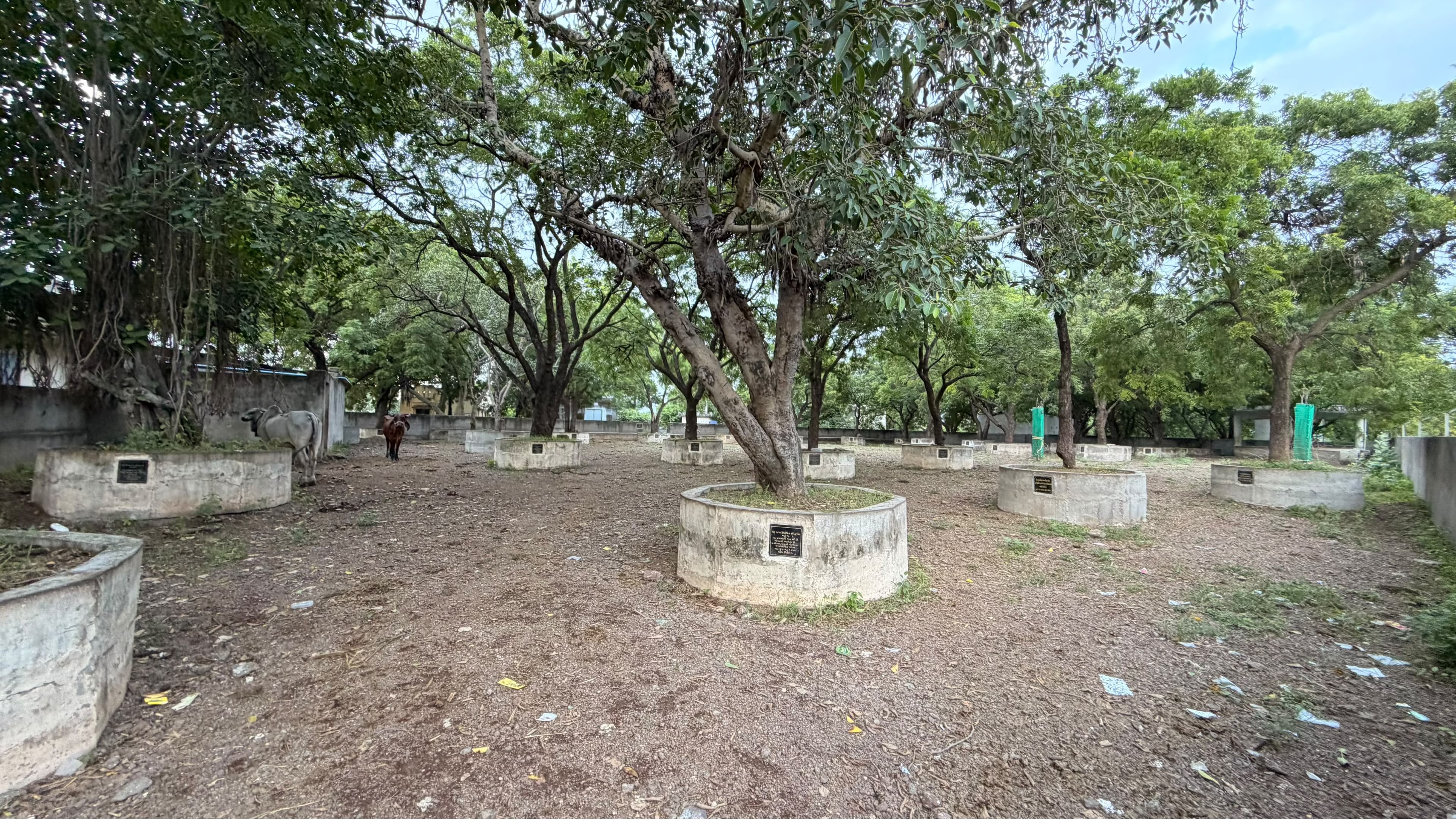 ગૌશાળામાં ઘાસચારો અને છાંયડો