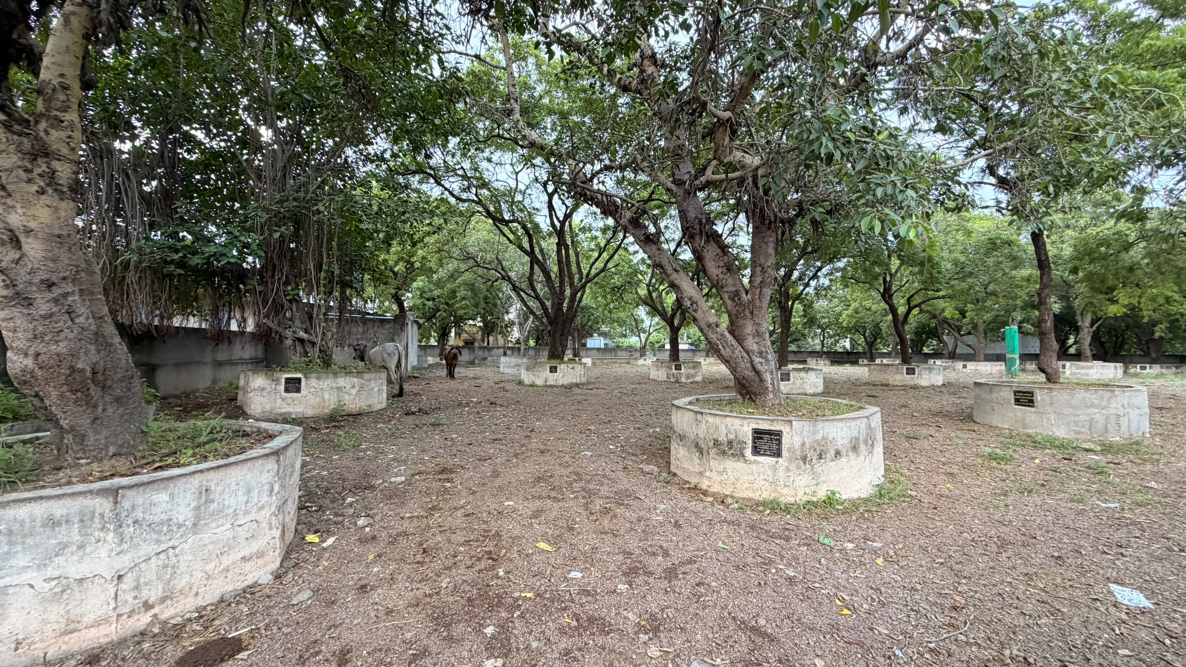 ગૌશાળા વિશાળ પરિસર (ચોક)